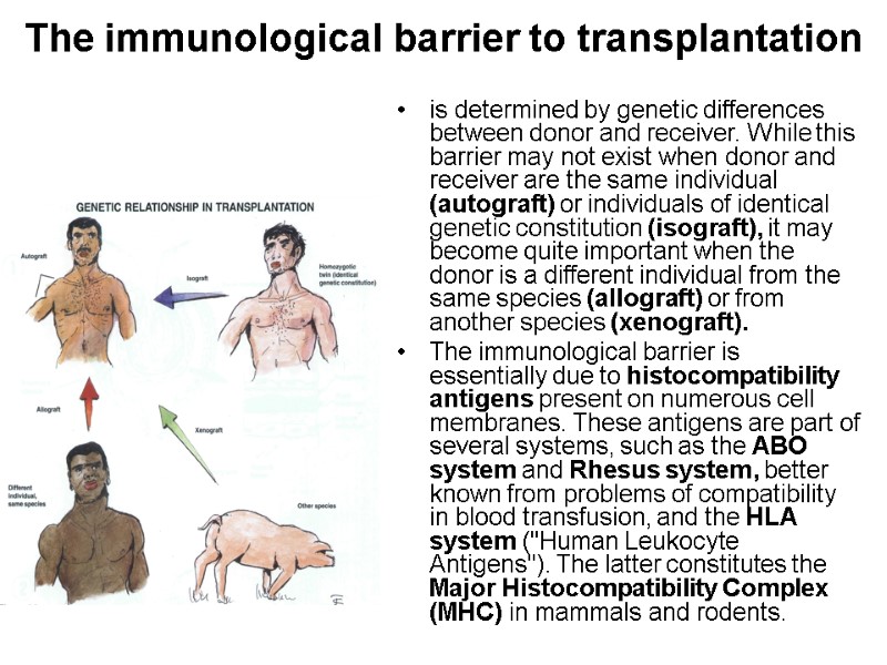 The immunological barrier to transplantation is determined by genetic differences between donor and receiver.